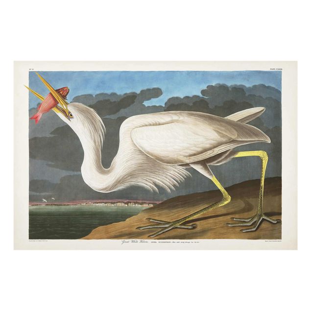 Cuadros vintage Vintage Board Great White Egret