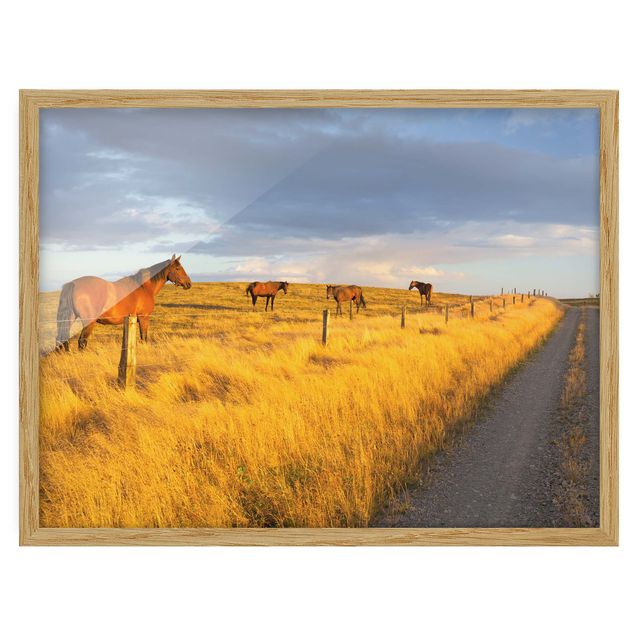 Pósters enmarcados de paisajes Field Road And Horse In Evening Sun