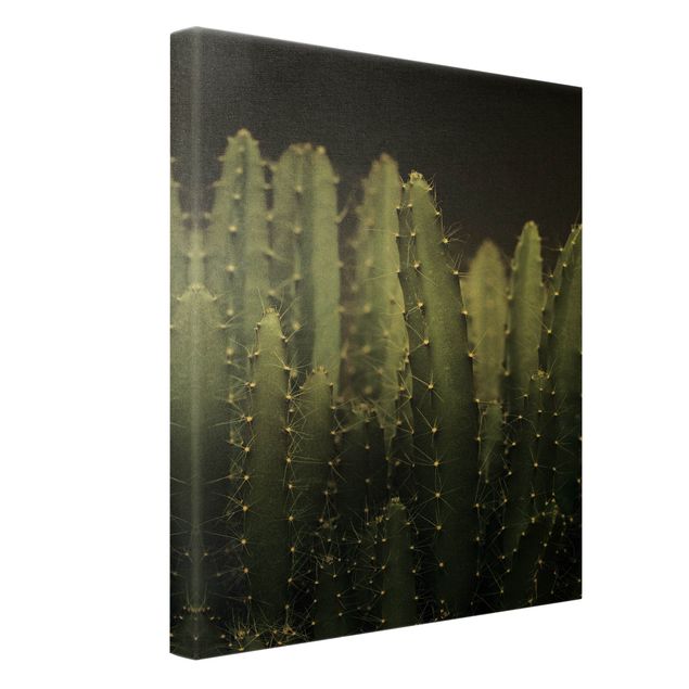 Cuadros Desert Cactus At Night