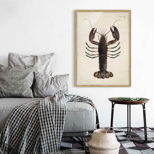 Pósters enmarcados de animales Vintage Illustration Lobster