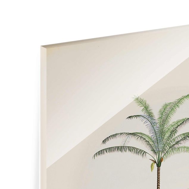 Cuadros Haase Zebra Front Of Palm Trees Illustration