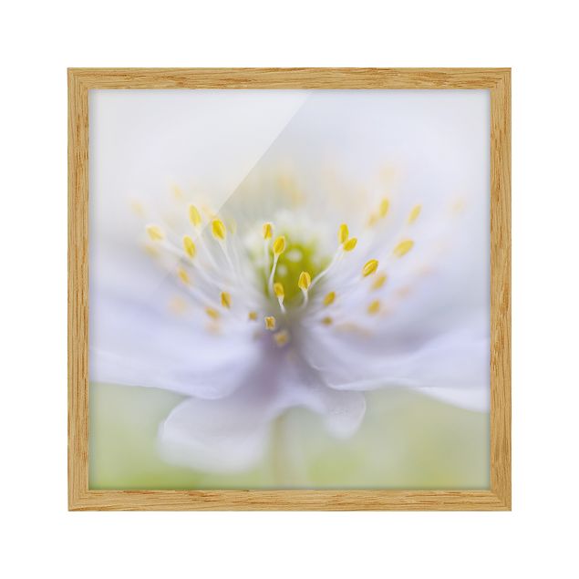 Cuadros de flores Anemone Beauty