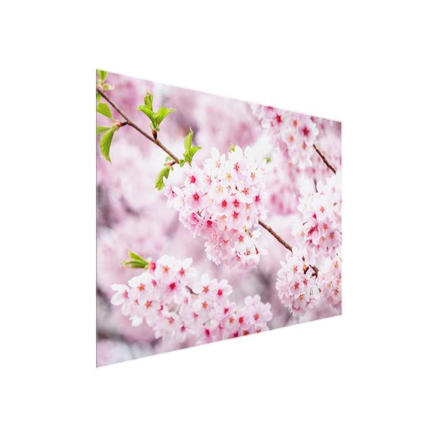 Cuadros de cristal flores Japanese Cherry Blossoms