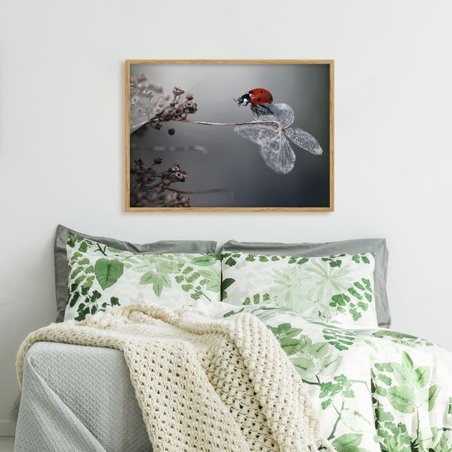 Cuadros de plantas naturales Ladybird On Hydrangea