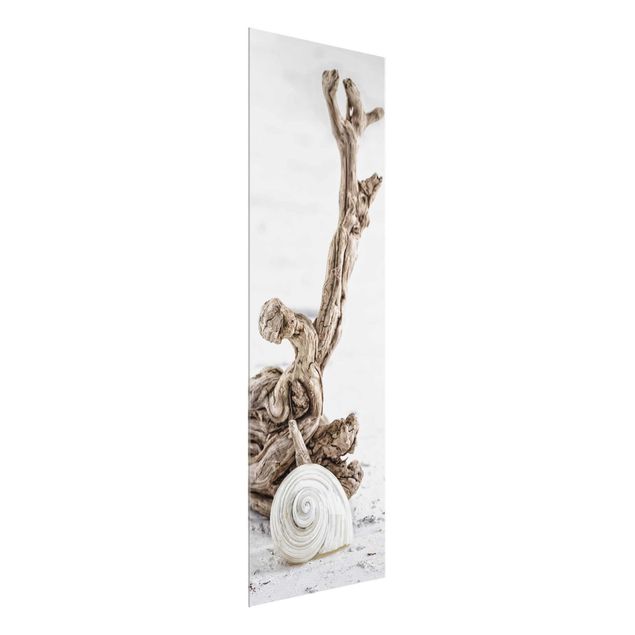 Cuadros con mar White Snail Shell And Root Wood