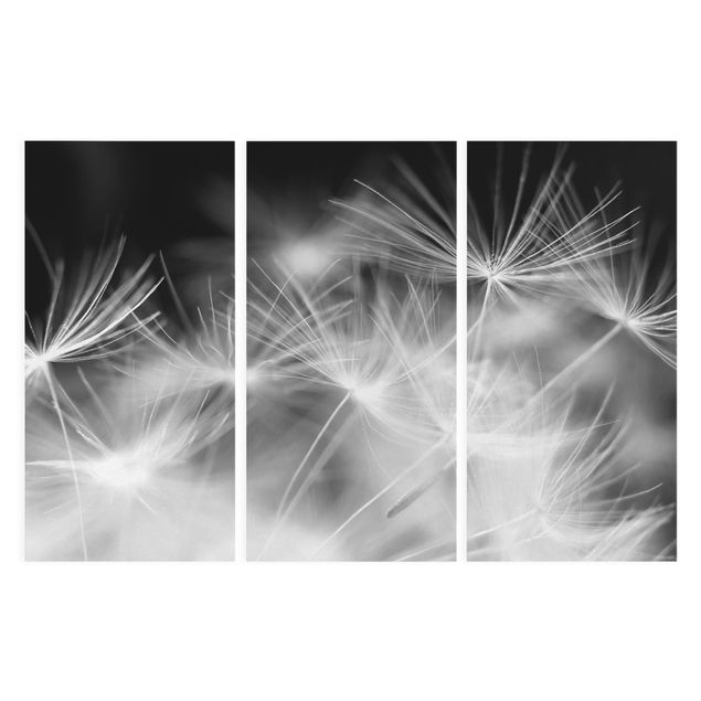 Lienzos en blanco y negro Moving Dandelions Close Up On Black Background