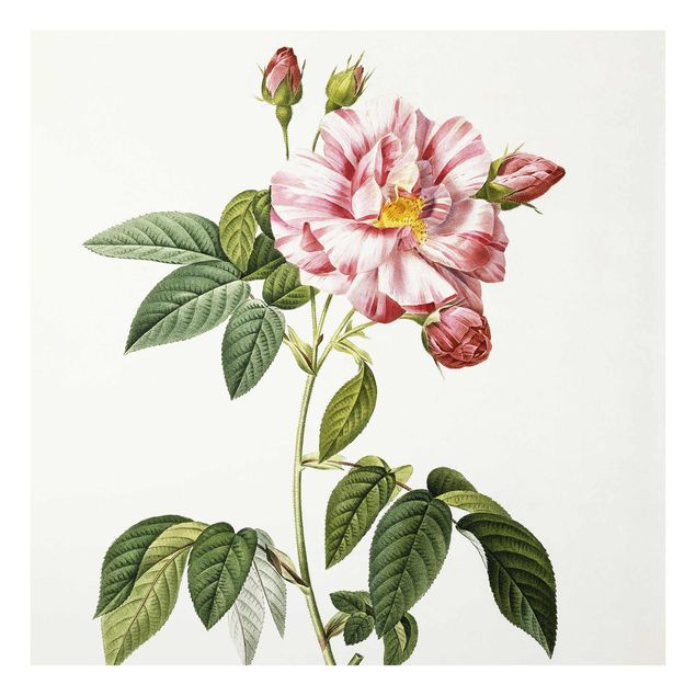 Estilos artísticos Pierre Joseph Redoute - Pink Gallica Rose