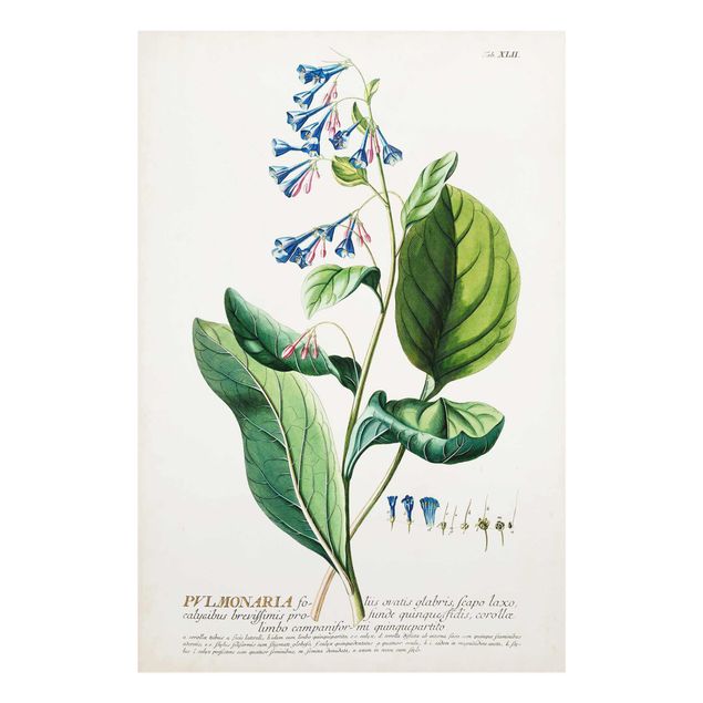 Cuadro verde Vintage Botanical Illustration Lungwort