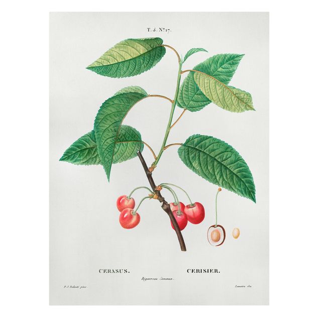 Cuadros de plantas naturales Botany Vintage Illustration Red Cherries
