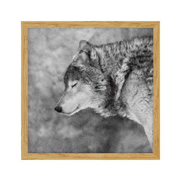 Cuadros decorativos modernos Winter Wolf