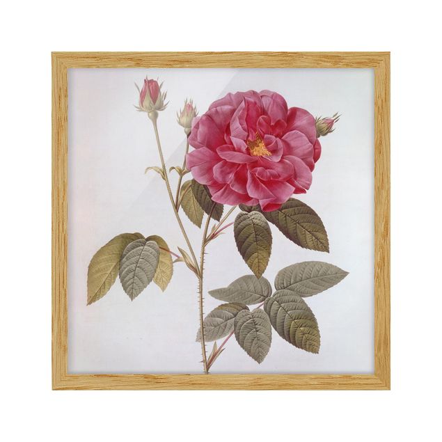 Estilos artísticos Pierre Joseph Redoute - Apothecary's Rose