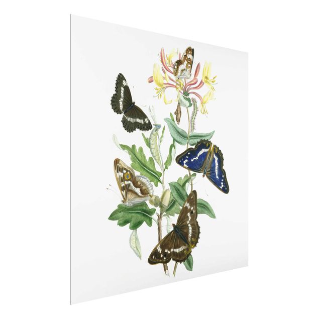 Cuadros de plantas British Butterflies IV