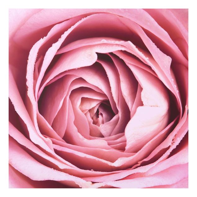 Cuadros de plantas naturales Pink Rose Blossom