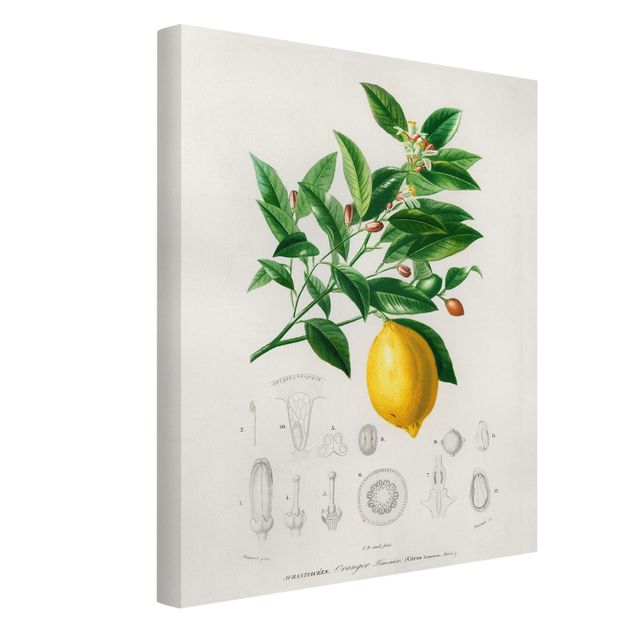 Lienzos de flores Botany Vintage Illustration Of Lemon