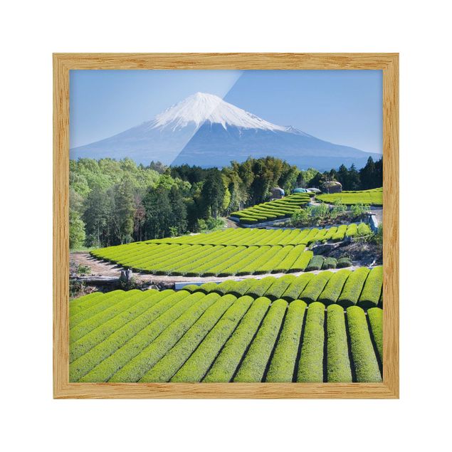 Cuadro con paisajes Tea Fields In Front Of The Fuji