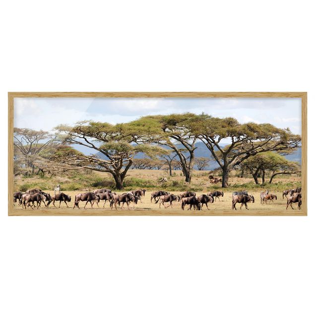 Pósters enmarcados de paisajes Herd Of Wildebeest In The Savannah