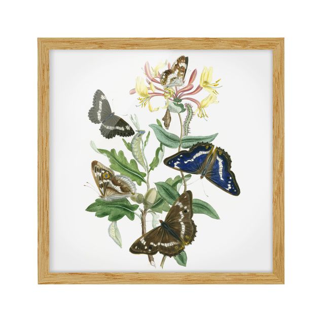 Cuadros de plantas naturales British Butterflies IV