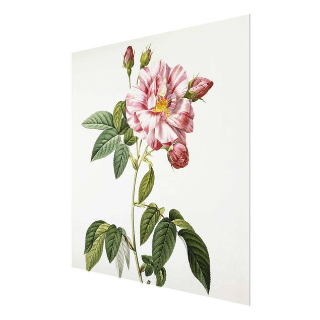 Cuadros de cristal flores Pierre Joseph Redoute - Pink Gallica Rose