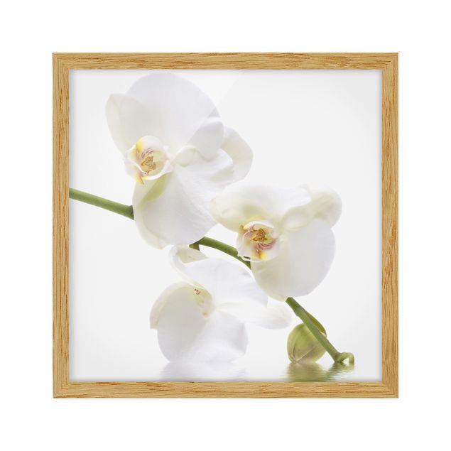 Cuadros plantas White Orchid Waters