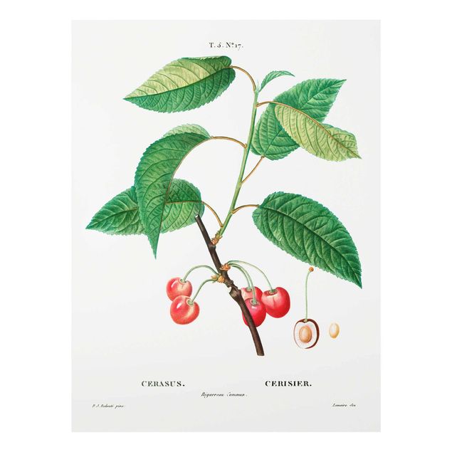 Cuadros verdes Botany Vintage Illustration Red Cherries