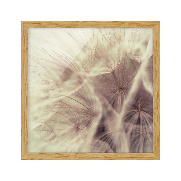 Cuadros de flores modernos Detailed Dandelion Macro Shot With Vintage Blur Effect