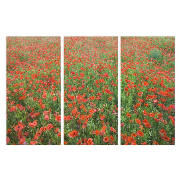 Cuadros de plantas Poppy Field