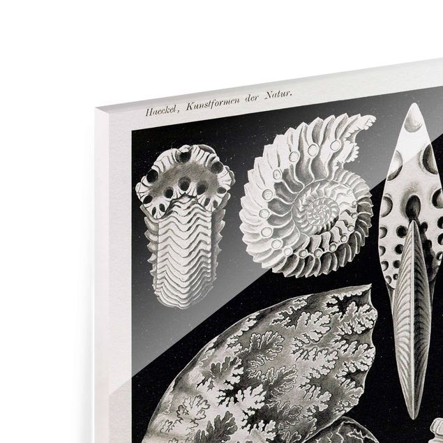 Tableros magnéticos de vidrio Vintage Board Fossils Black And White