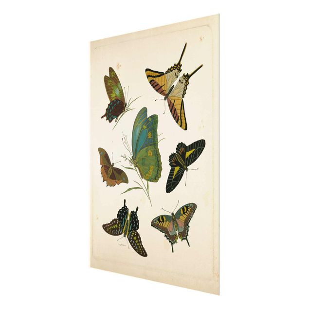 Cuadros en turquesa Vintage Illustration Exotic Butterflies