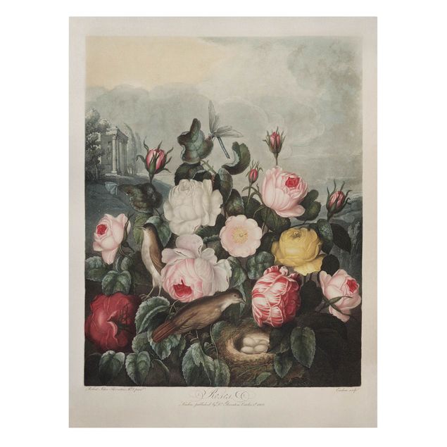 Cuadros flores Botany Vintage Illustration Of Roses