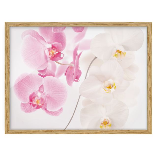 Pósters enmarcados flores Delicate Orchids