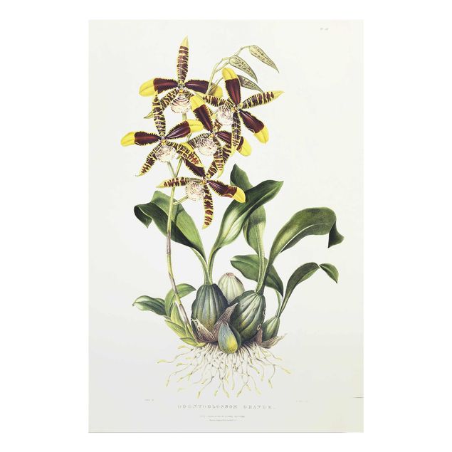 Estilos artísticos Maxim Gauci - Orchid II