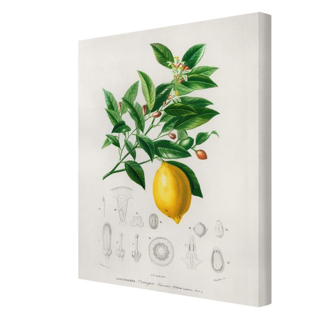 Cuadro amarillo Botany Vintage Illustration Of Lemon
