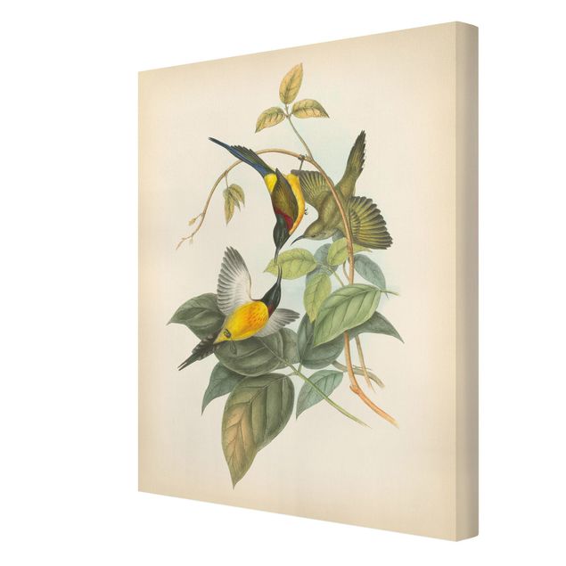 Cuadros verdes Vintage Illustration Tropical Birds IV