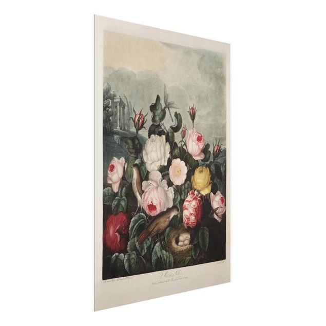 Cuadros de plantas naturales Botany Vintage Illustration Of Roses