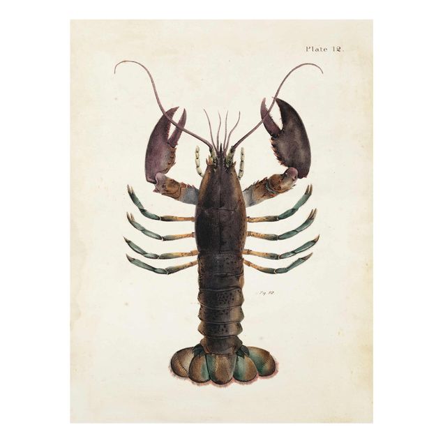 Cuadros marrón Vintage Illustration Lobster