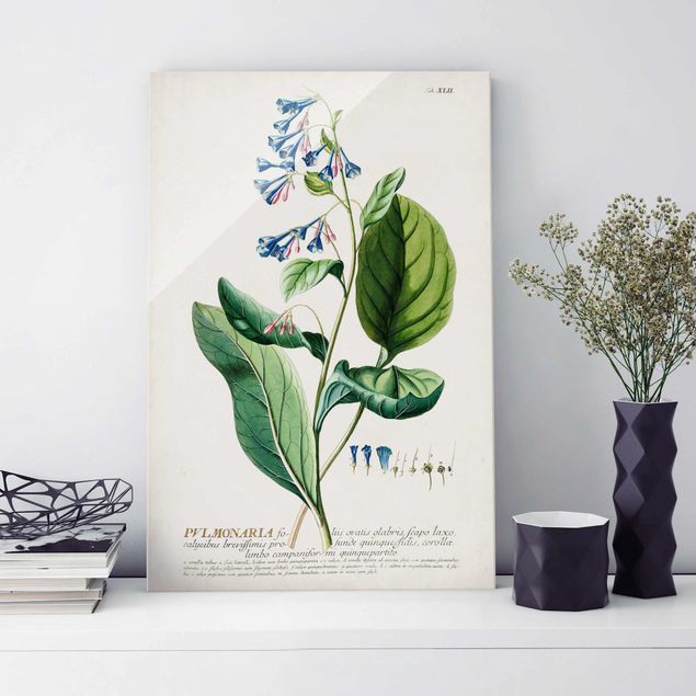 Decoración cocina Vintage Botanical Illustration Lungwort
