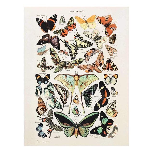 Cuadros decorativos vintage Vintage Board Butterflies And Moths