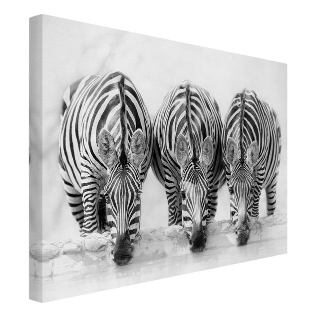 Lienzos en blanco y negro Zebra Trio In Black And White