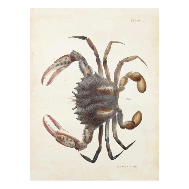 Cuadros marrón Vintage Illustration Crab