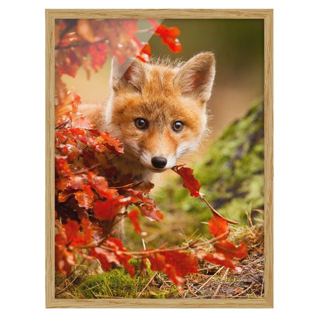 Pósters enmarcados de paisajes Fox In Autumn