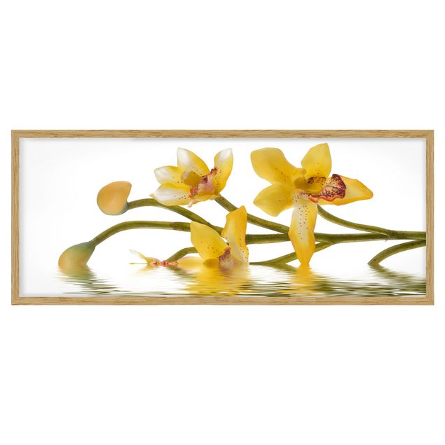 Cuadros de plantas Saffron Orchid Waters