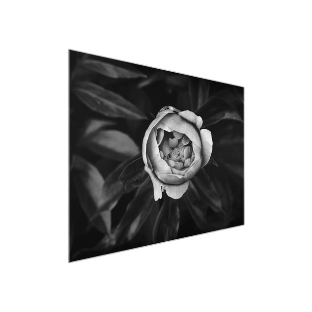 Cuadros de cristal flores Peonies In Front Of Leaves Black And White