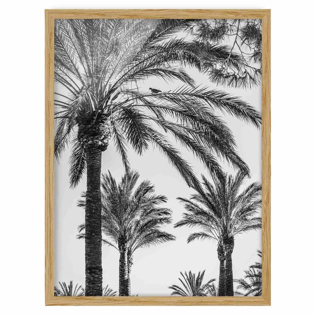 Pósters enmarcados en blanco y negro Palm Trees At Sunset Black And White