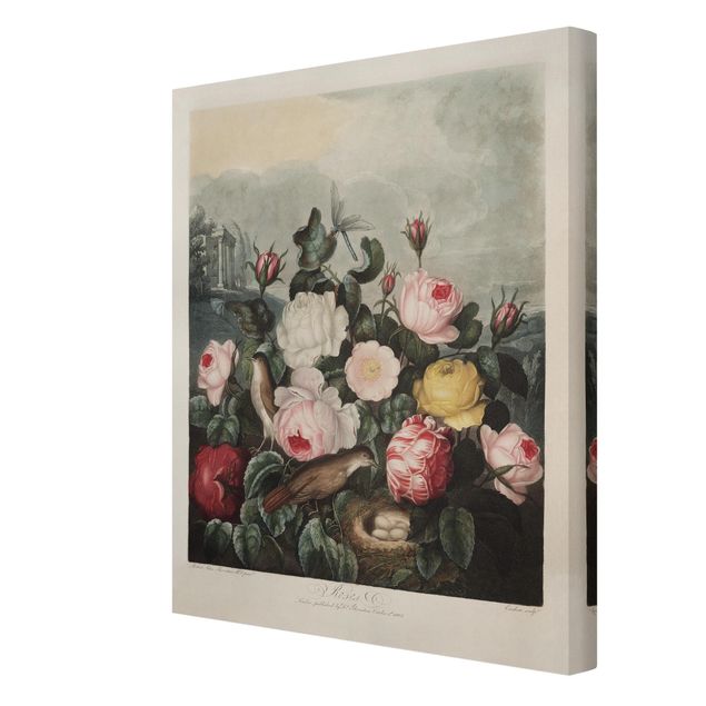 Cuadro naranja Botany Vintage Illustration Of Roses
