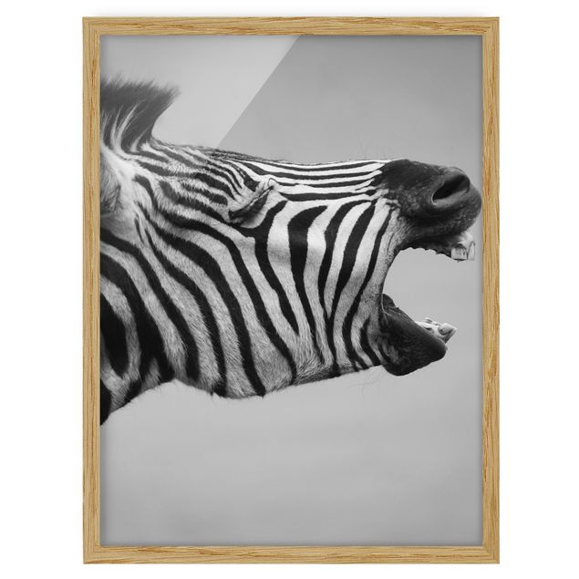 Pósters enmarcados de animales Roaring Zebra ll