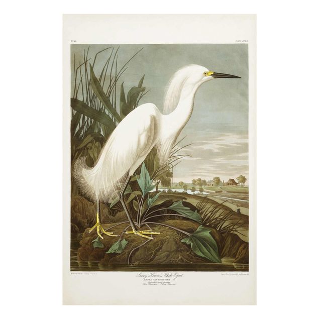 Cuadros de cristal paisajes Vintage Board White Heron I