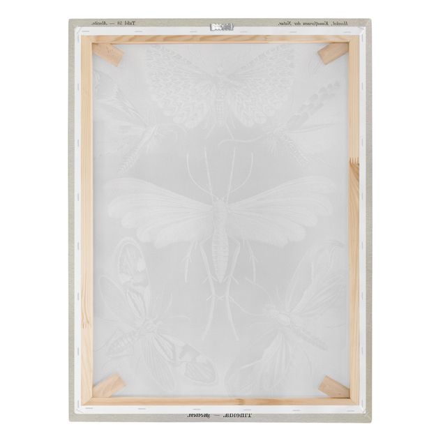 Cuadros a blanco y negro Vintage Board Moths And Butterflies