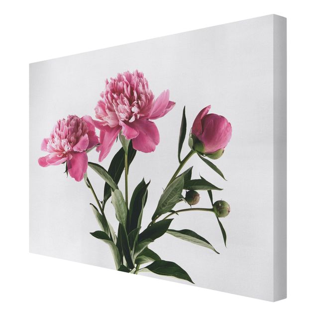 Cuadros decorativos Pink Flowers And Buds On White