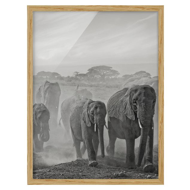 Pósters enmarcados en blanco y negro Herd Of Elephants