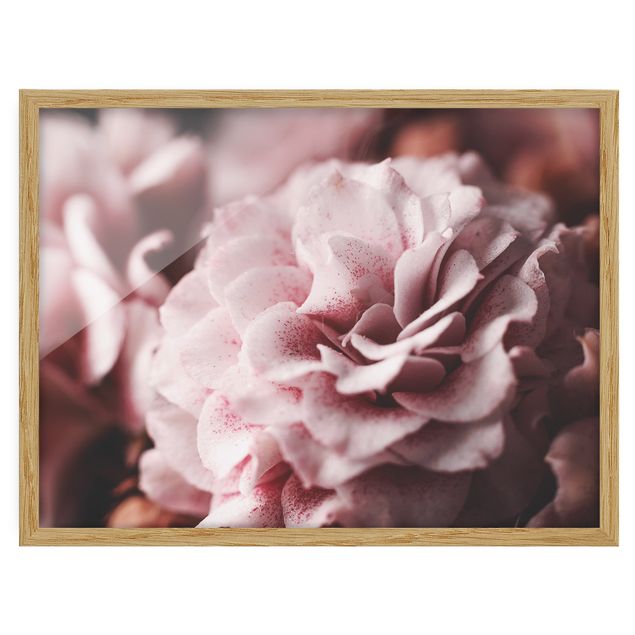 Cuadros flores Shabby Light Pink Rose Pastel